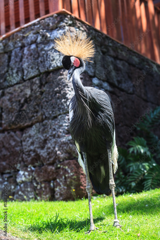 Fototapeta premium Balearica pavonina or Crowned Crane in Loro park, Tenerife, Spain