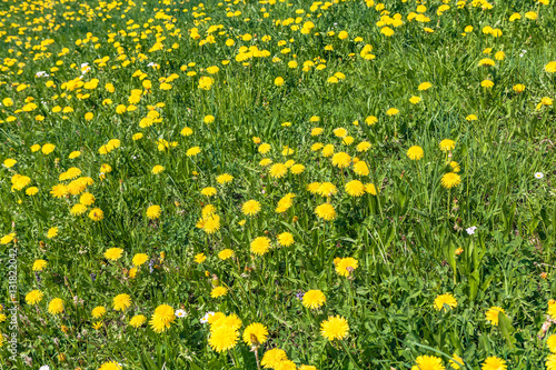view of spring meadow