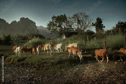 Group of cows in a rural scene