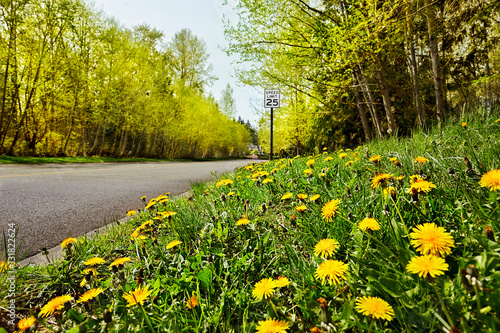 Quiet road with Spring dandelions & new leaf buds