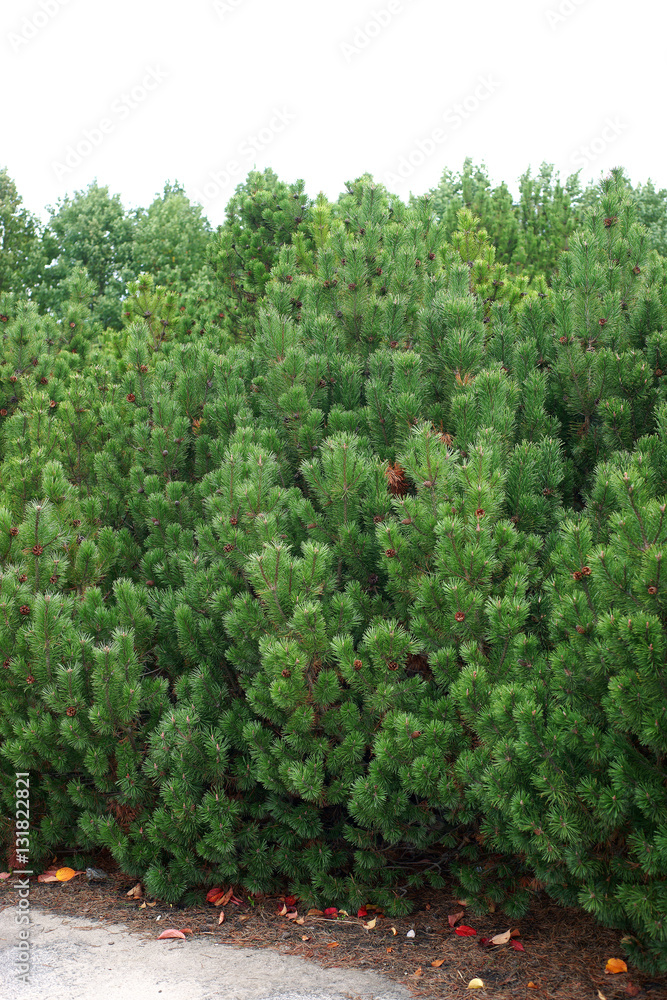 Pinus mugo - creeping pine