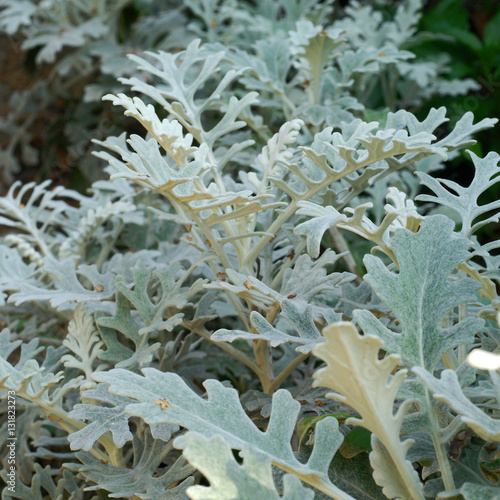 Senecio cineraria Jacobaea maritima Silver ragwort