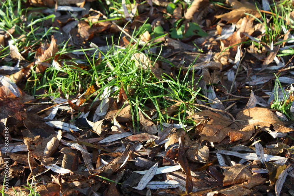 Leaves on ground with white frost in the sun Leaves on ground with white frost in the sun
