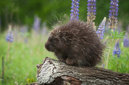 Porcupine (Erethizon dorsatum) on Log with Lupin photo