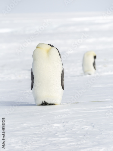 Emperor Penguins on the frozen Weddell sea.