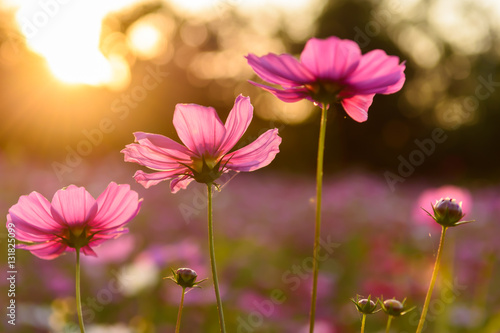 pink cosmos flowers © Jirakan