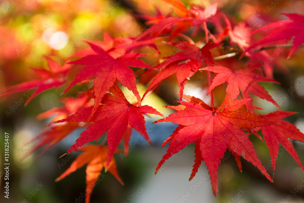 Red maple leaves in autumn Red maple leaves in autumn