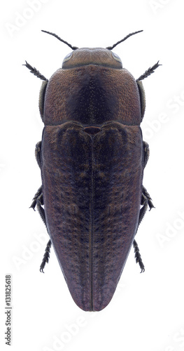 Beetle Sphenoptera antiqua on a white background photo