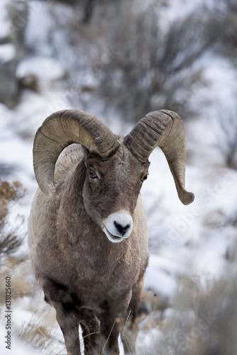 A Bighorn Sheep In Snow