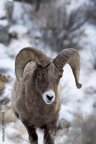 A Bighorn Sheep In Snow © Chris