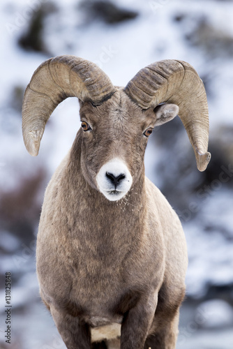 A Bighorn Sheep In Snow © Chris