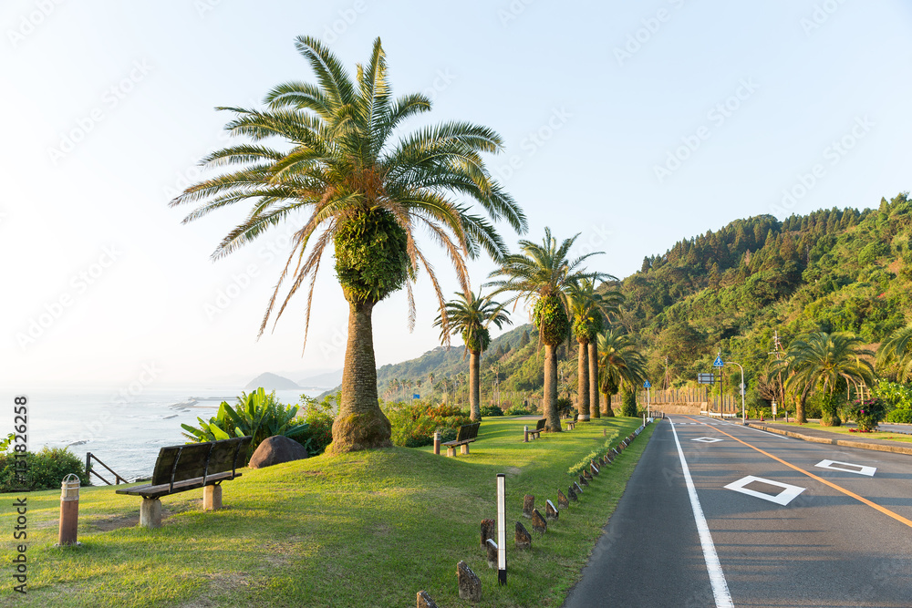 Big Palm Tree on the Side of the Road