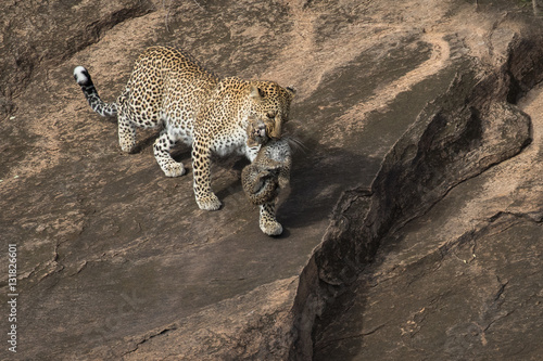 Female leopard carrying her cub to safety with rock as the background. Taken in Kenya