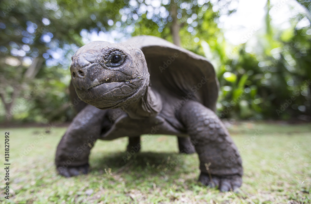 Fototapeta premium Aldabra Giant Tortoise in Seychelles