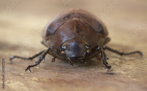 beetle © TheFarAwayKingdom