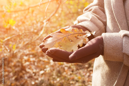 Photography autumn oak leaves