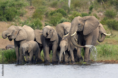 The African bush elephant (Loxodonta africana) group of elephants drinking from a small lagoon