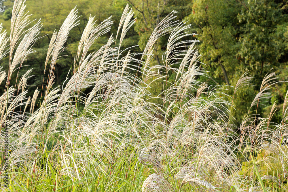 Reed in the wind Reed in the wind