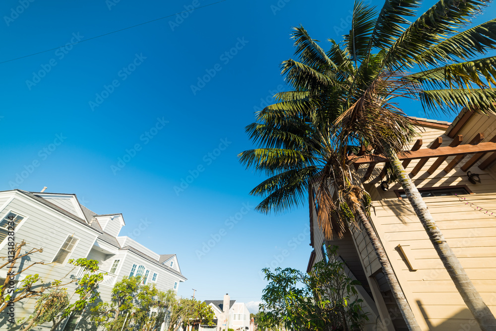 palm trees in Balboa island