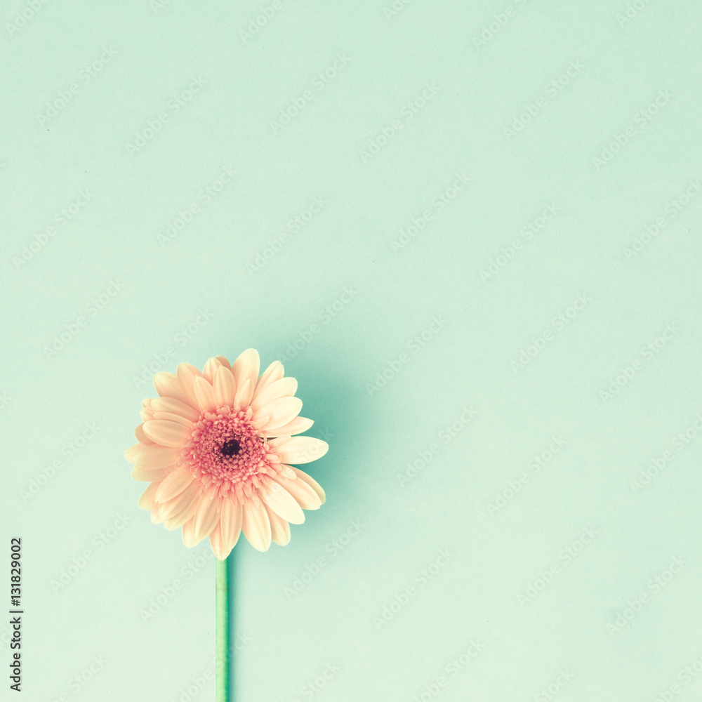 Single pink daisy flower over mint background Stock Photo | Adobe Stock