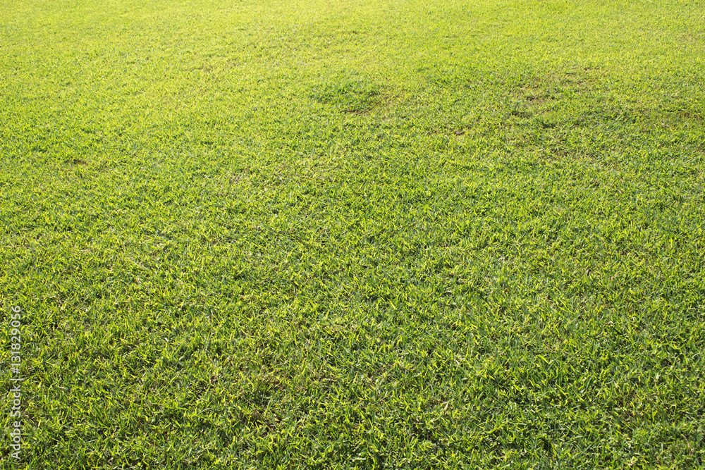 Green field background or wallpaper. Sunny day at the football field. Green field background or wallpaper. Sunny day at the football field.
