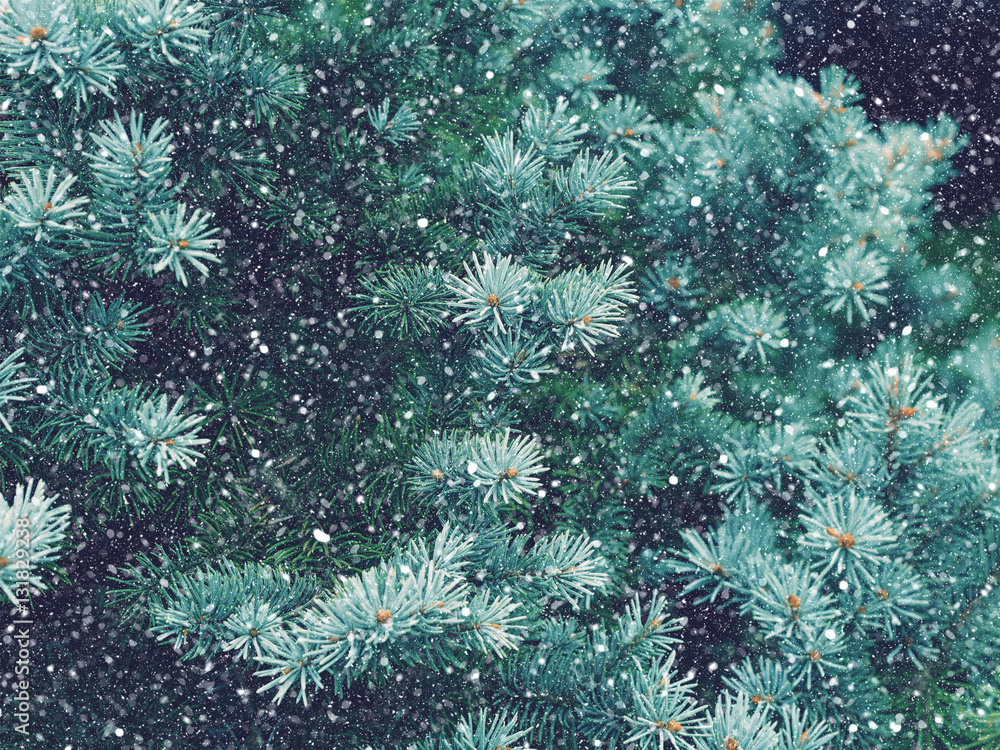 Snow fall in winter forest. Christmas new year magic. Blue spruce fir tree branches detail.