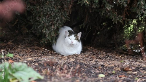 Small Cat hiding under a tree