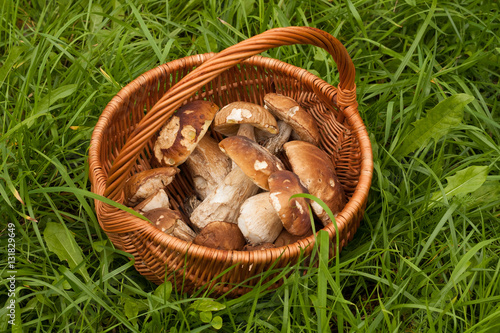 Boletus Edulis And Brown Cap Boletus. Fresh Forest Edible Mushrooms In Wicker Basket On Green Grass Outdoor Top View. Delicate Mushrooms.