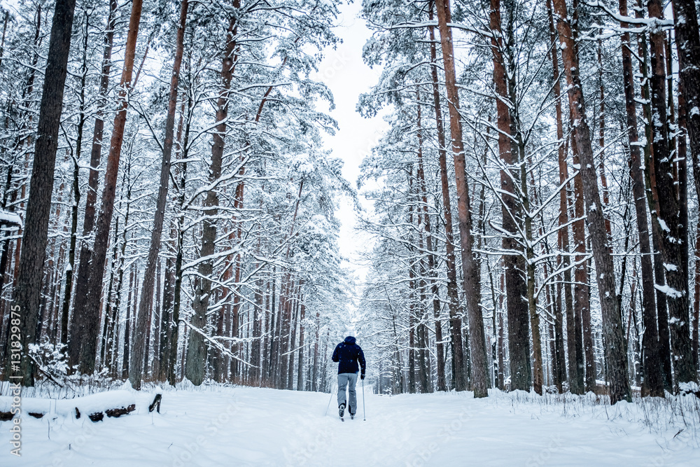 Beautiful winter day, pine tree forest,man standing backwards an