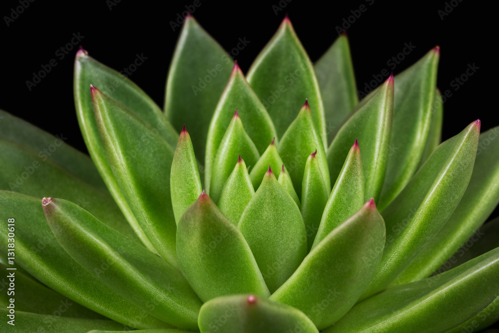 Succulent echeveria Succulent echeveria