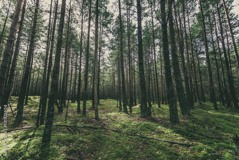 Fototapeta premium Pine tree forest in spring time, vintage film look