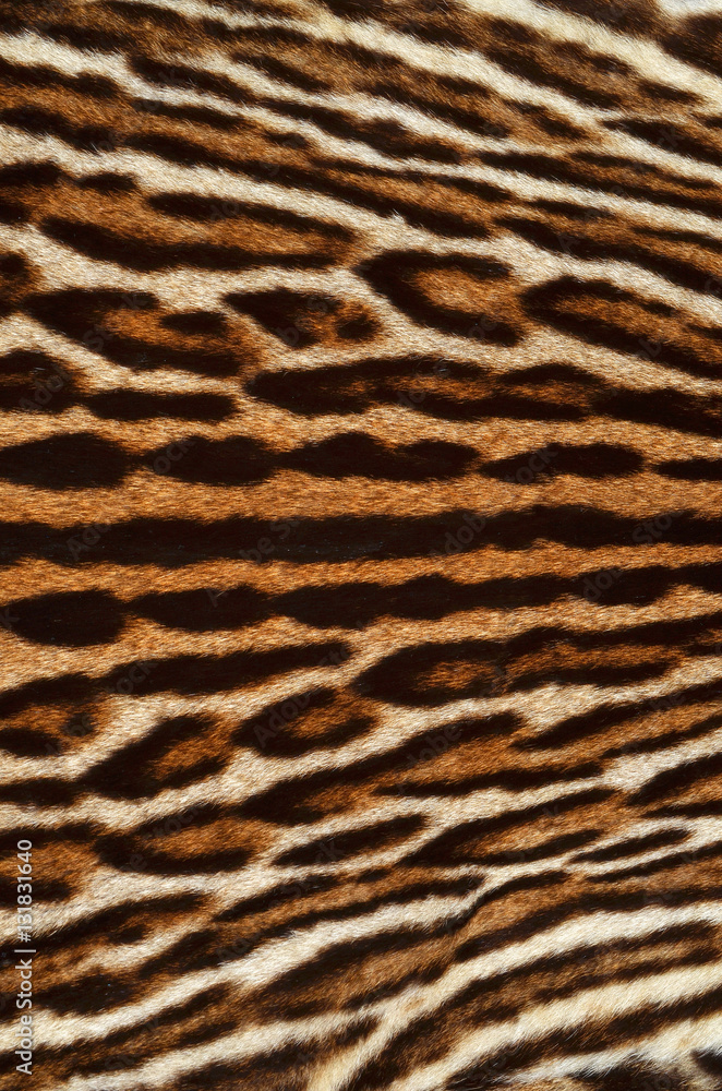 leopard fur background