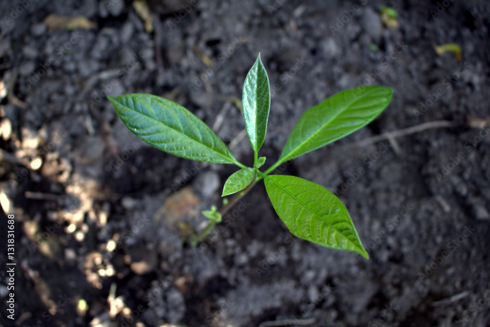 Concept closeup of young sapling tree in tropical garden. Fresh green leaves from bud