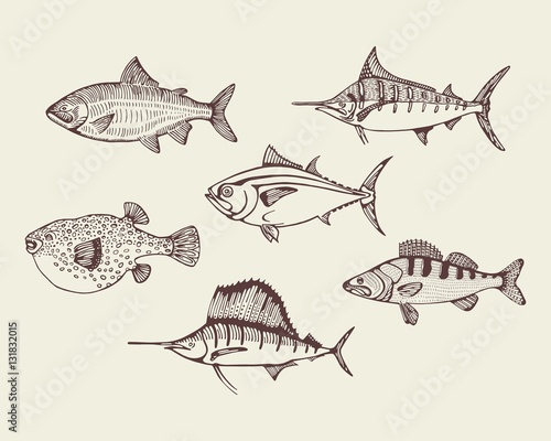 sea fish set. vector illustration