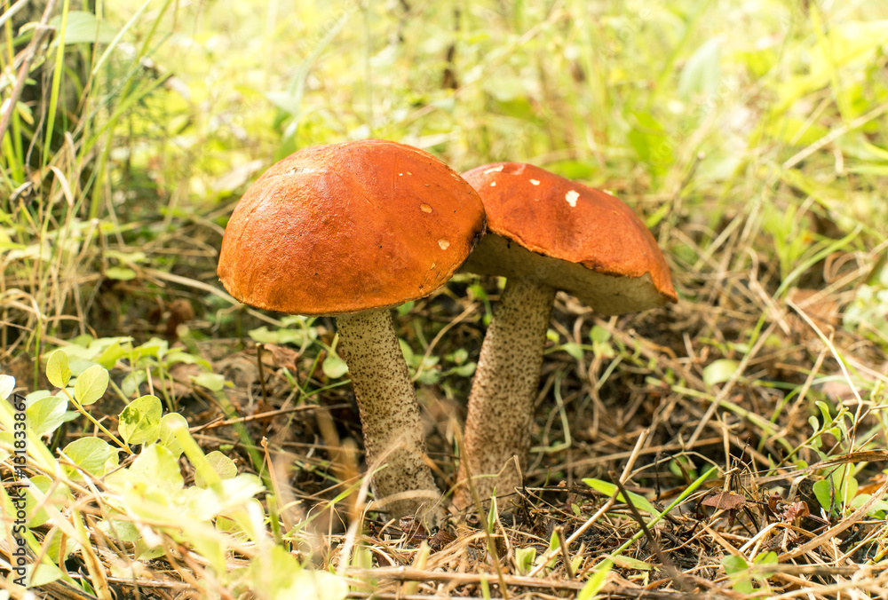 mushrooms mushrooms