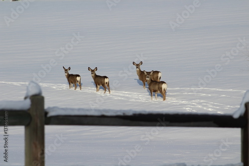 Deer Crossing a Snowy Field Beyond a Fence in the Country