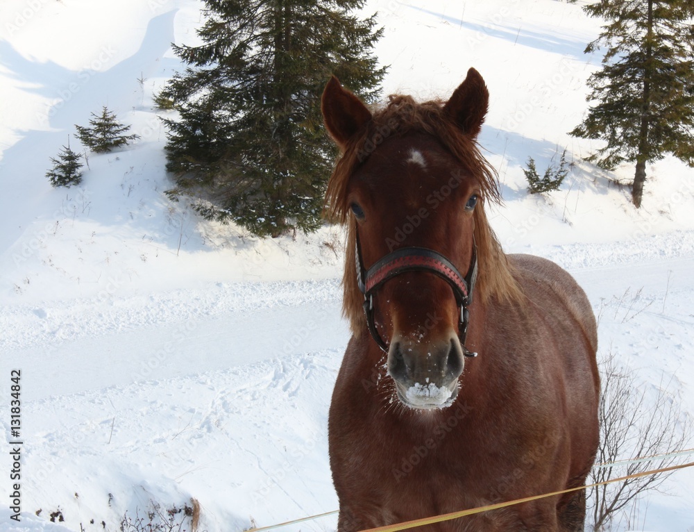 Draught horse on farm in winter. Agriculture. Draught horse on farm in winter. Agriculture.