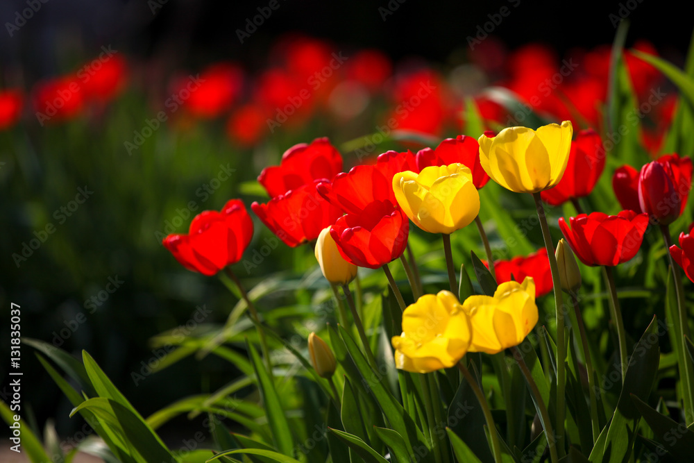 Naklejka premium Spring garden