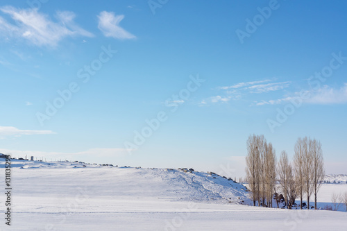 Group of poplar trees in soft,tranquil and snowy environment in © klenger