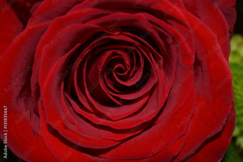 Red Rose Red Rose