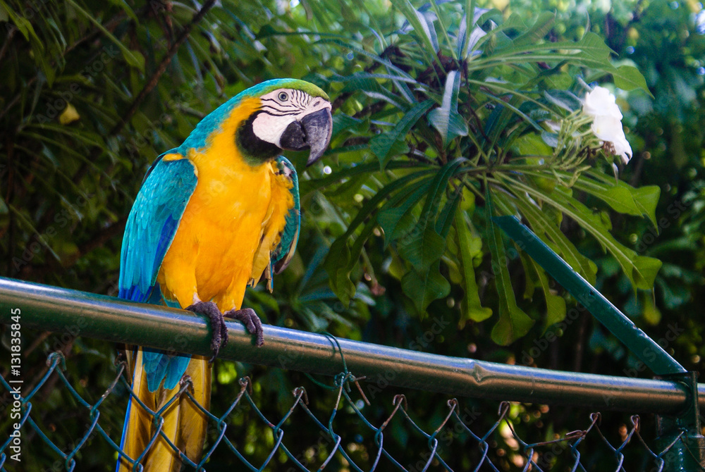 Obraz premium A yellow and blue parrot standing over a fence.