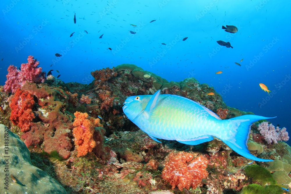 Obraz premium Underwater coral reef and fish in ocean