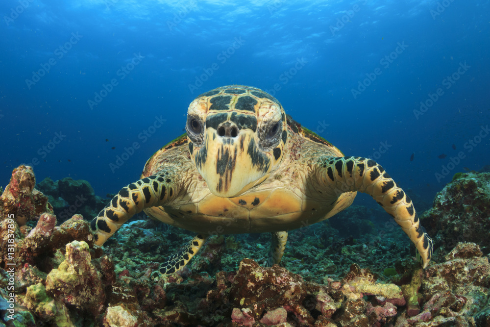 Hawksbill Sea Turtle Hawksbill Sea Turtle