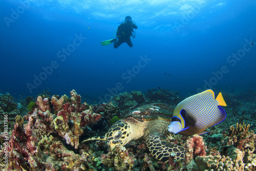 Hawksbill Sea Turtle, Emperor Angelfish and scuba diver