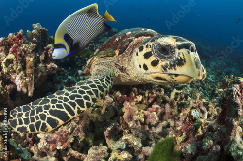 Hawksbill Sea Turtle and Emperor Angelfish fish