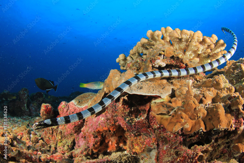 Naklejka premium Wąż morski pręgowany pod wodą