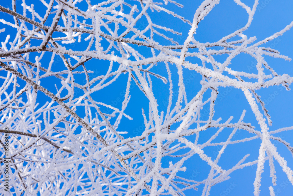 Snow Covered Nature Snow Covered Nature