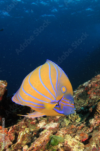 Blue-ringed Angelfish tropical fish