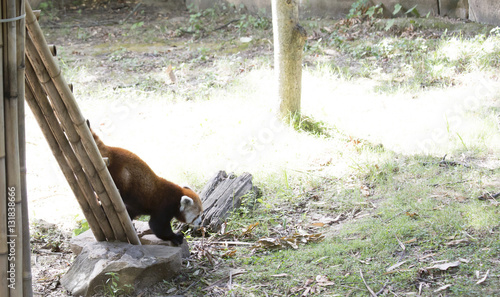 Red Panda (Ailurus fulgens)