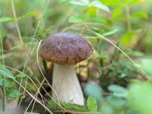 Large mushroom © Moroshka